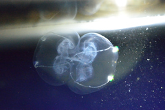 Bolinopsis microptera