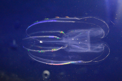 Bolinopsis microptera