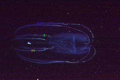 Bolinopsis microptera