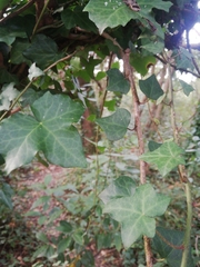 Hedera helix