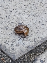 Gastropoda