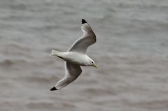 Rissa tridactyla tridactyla