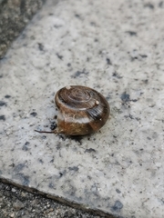 Gastropoda