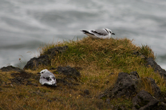 Rissa tridactyla tridactyla