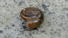 Gastropoda