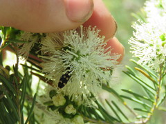 Castiarina decemguttata