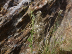 Enneapogon nigricans