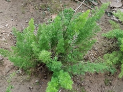 Asparagus densiflorus