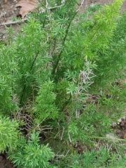 Asparagus densiflorus