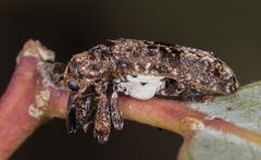 Isacantha dermestiventris