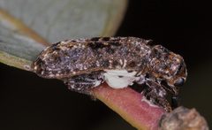 Isacantha dermestiventris