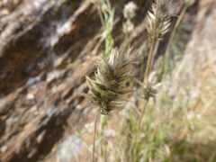 Enneapogon nigricans