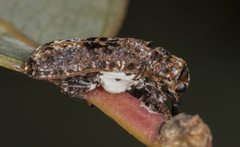 Isacantha dermestiventris