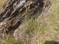 Enneapogon nigricans