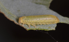 Paropsisterna laesa