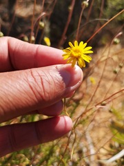Ursinia punctata