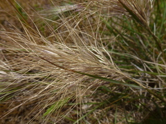 Aristida behriana