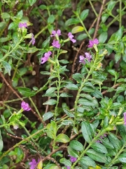 Cuphea hyssopifolia