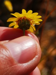 Ursinia punctata