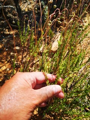 Ursinia punctata