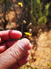 Ursinia punctata