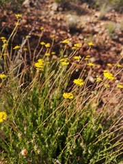 Ursinia punctata