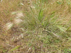 Aristida behriana