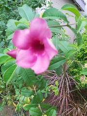 Allamanda blanchetii