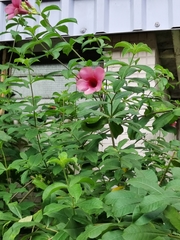 Allamanda blanchetii