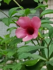 Allamanda blanchetii