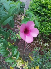 Allamanda blanchetii