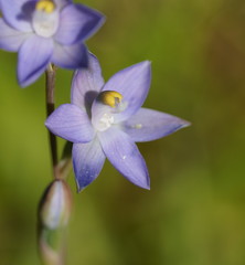 Thelymitra peniculata