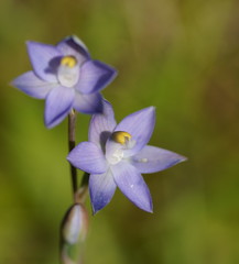 Thelymitra peniculata