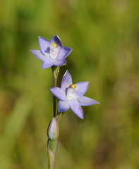 Thelymitra peniculata