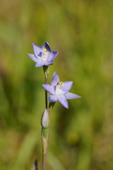 Thelymitra peniculata