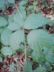 Rubus ulmifolius