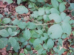 Rubus ulmifolius