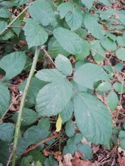 Rubus ulmifolius