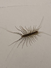 Scutigera coleoptrata