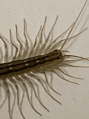 Scutigera coleoptrata