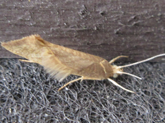 Ypsolopha parallela