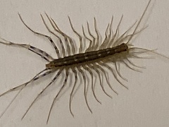Scutigera coleoptrata