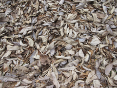 Magnolia obovata