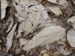 Magnolia obovata