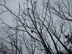 Magnolia obovata
