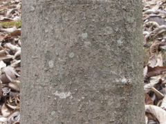 Magnolia obovata