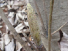 Magnolia obovata