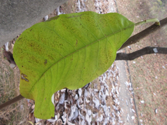 Magnolia obovata