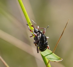 Aoplocnemis rufipes