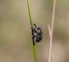 Aoplocnemis rufipes